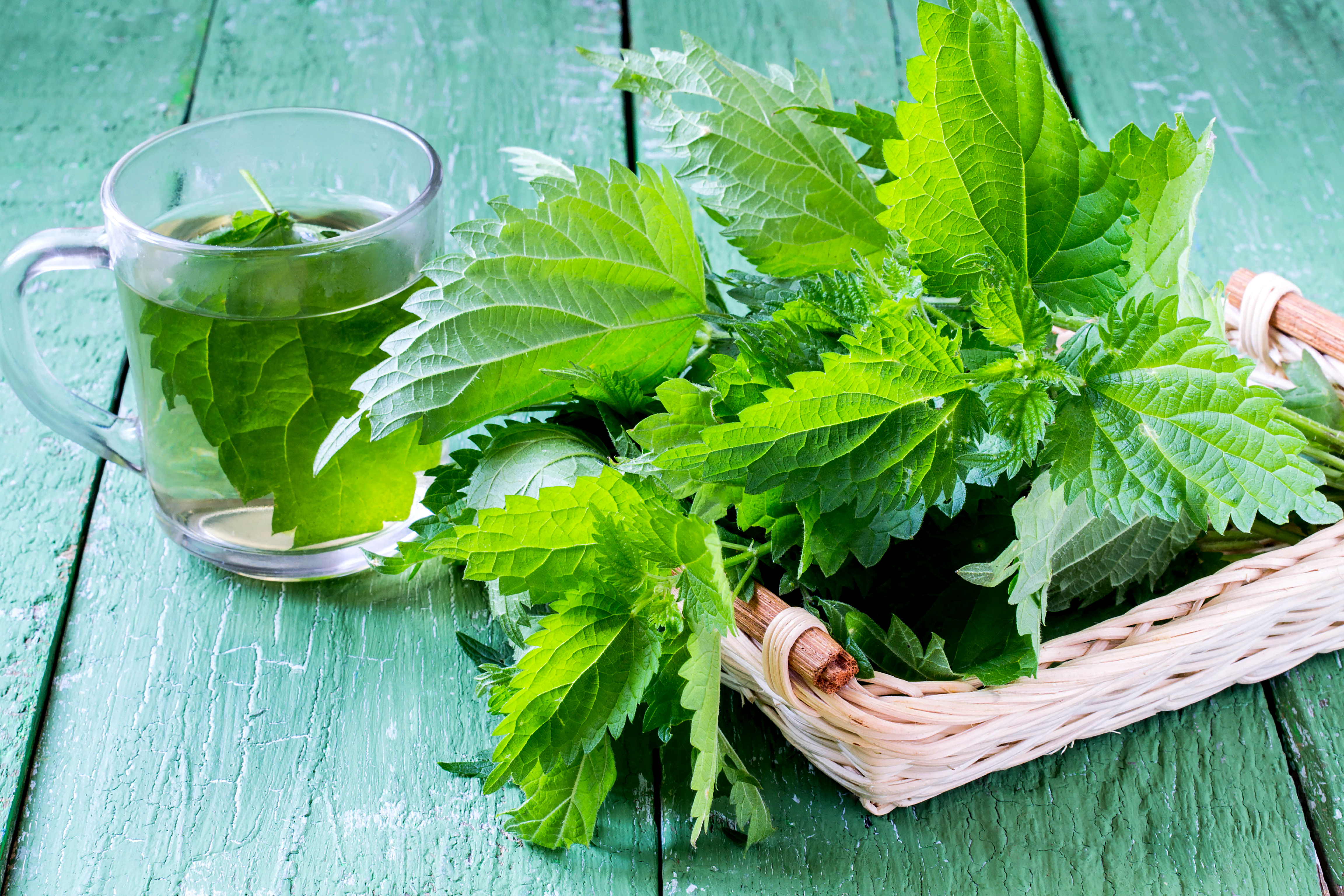 image-result-for-stinging-nettle-rash-nettle-rash-stinging-nettle-sting