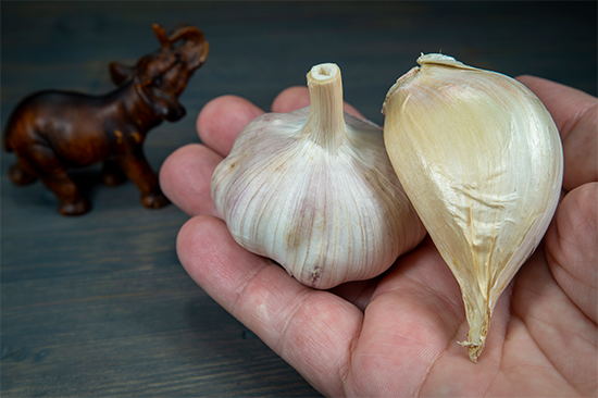 elephant-garlic-freshpoint-produce