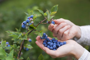 Florida blueberries