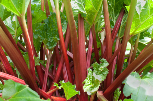 freshpoint-produce-rhubarb