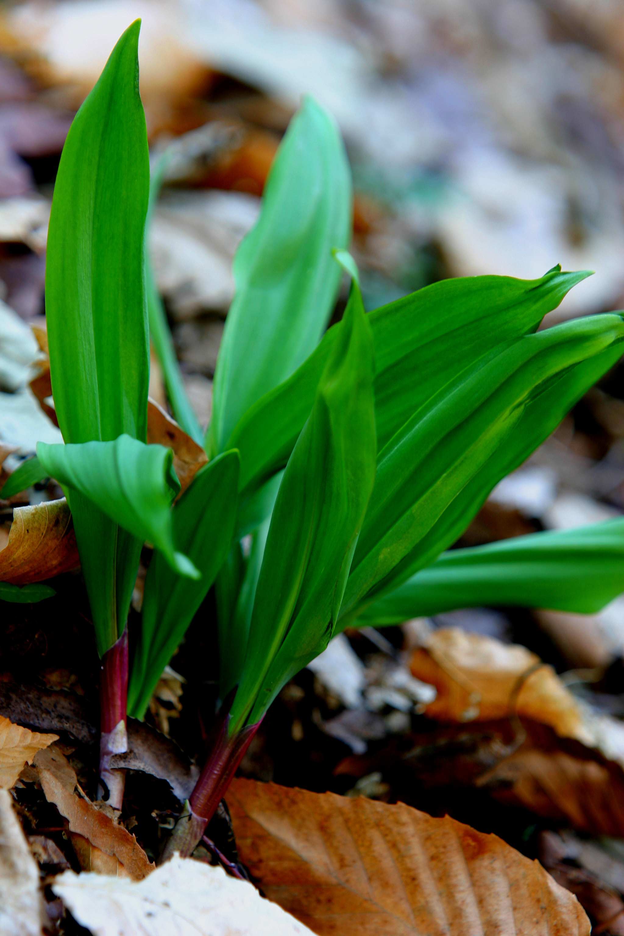 FreshPoint | Ramps: these wild leeks will ramp up your spring menu