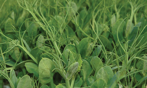 freshpoint produce peas shoots and tendrils-- A beautiful shot of Cahaba Club's Affilla Peas