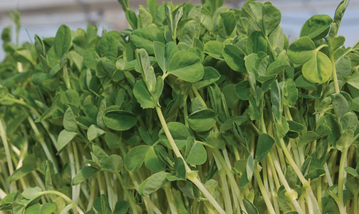 freshpoint produce peas shoots and tendrils Dwarf Grey Sugar Snow Peas shoots and tendrils