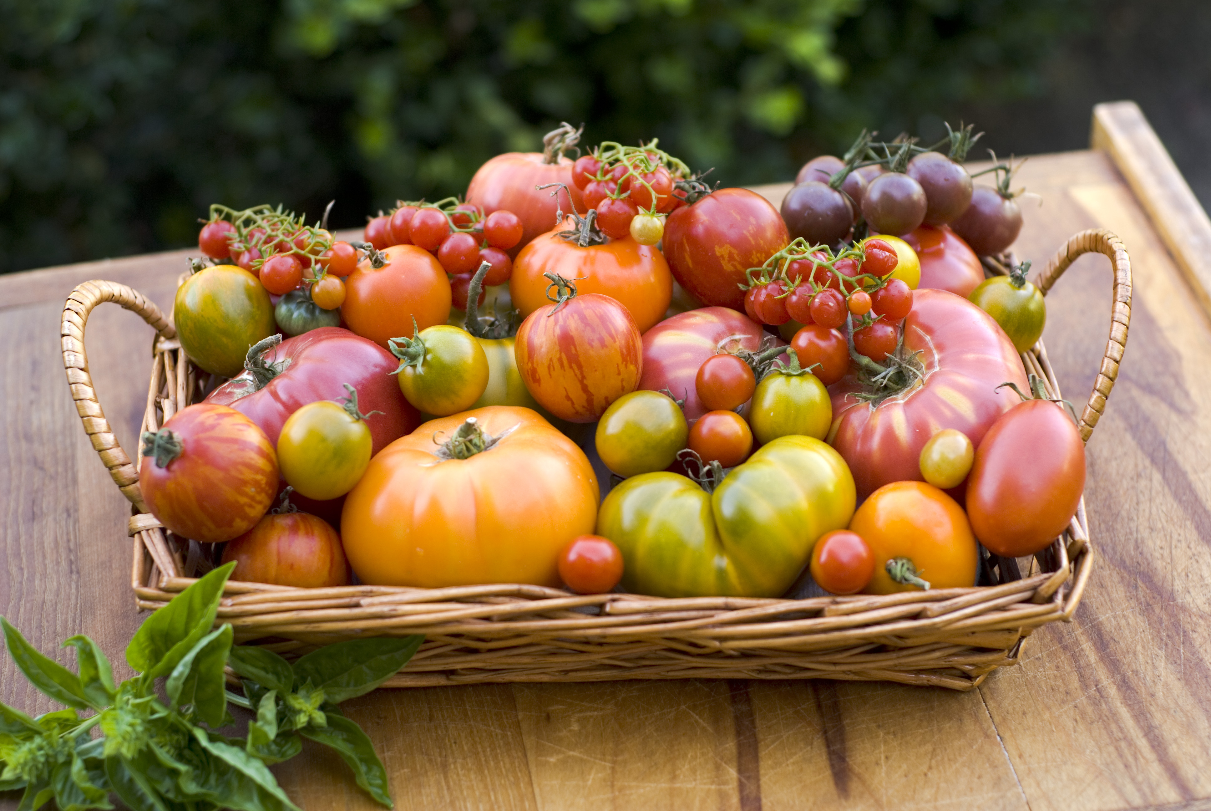 types of heirloom tomatoes