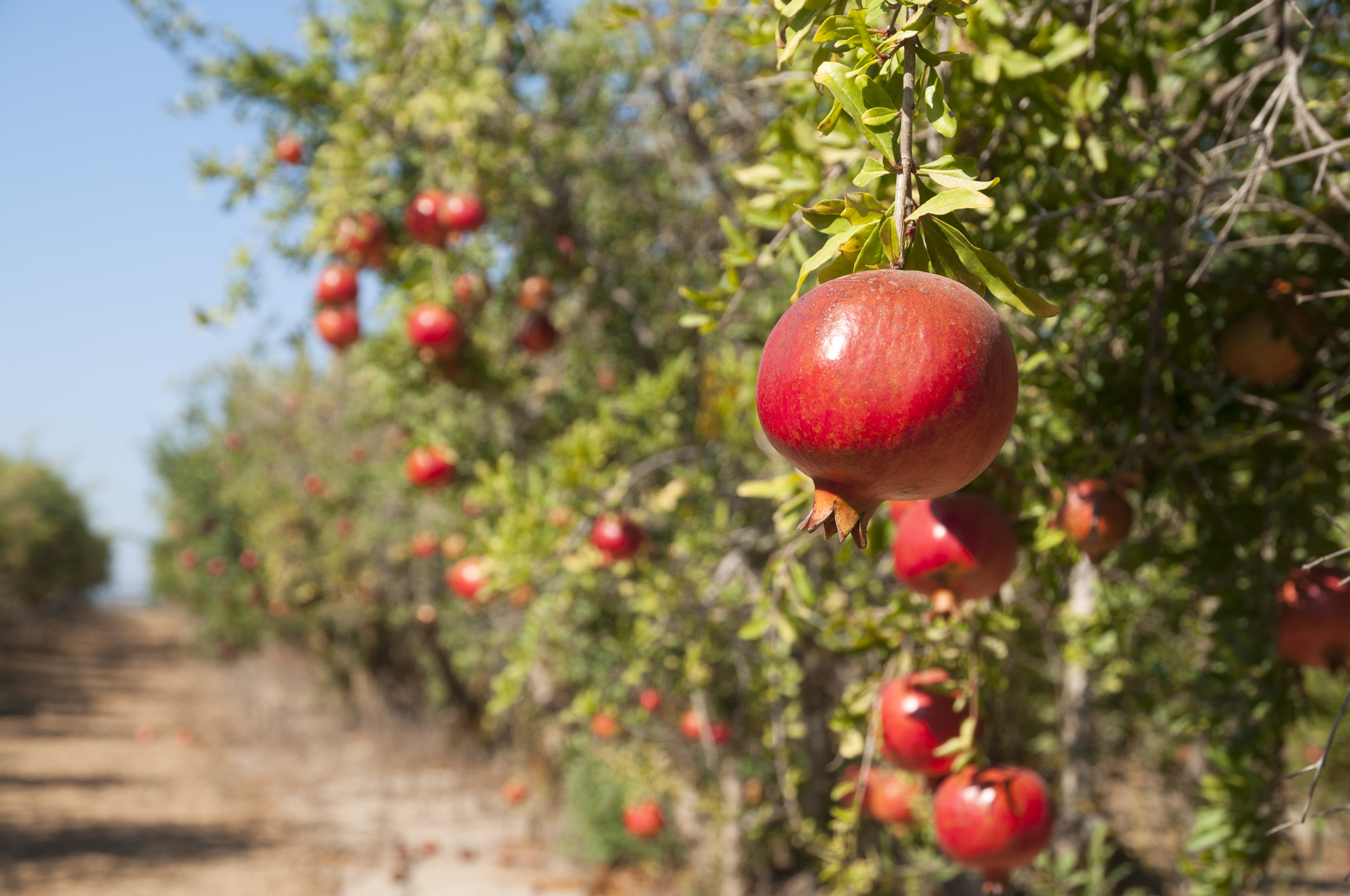 pomagranate-freshpoint-produce