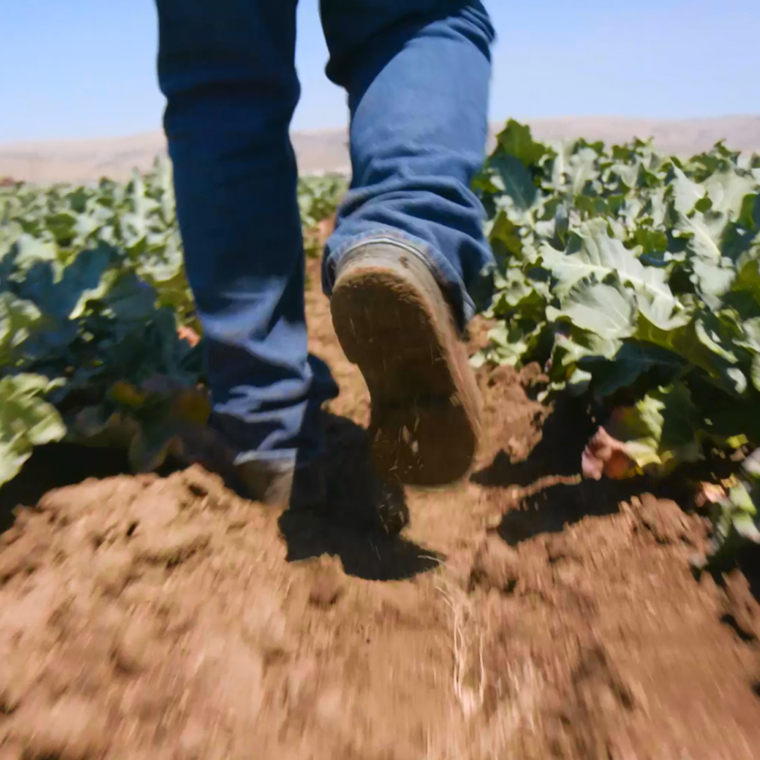 annual-produce-field-transition