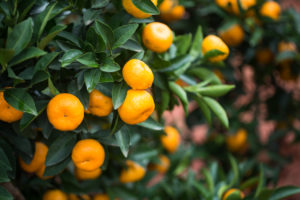 clementines vs mandarins freshpoint produce (2)