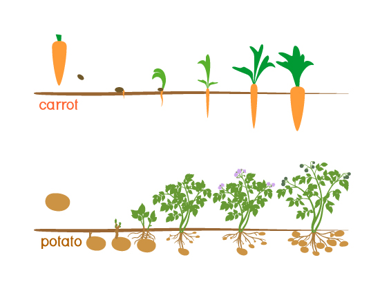 tubers stem