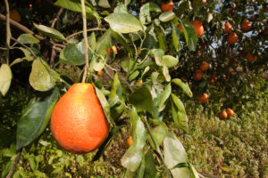 honeybell orange freshpoint produce