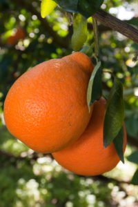 honeybell orange freshpoint produce