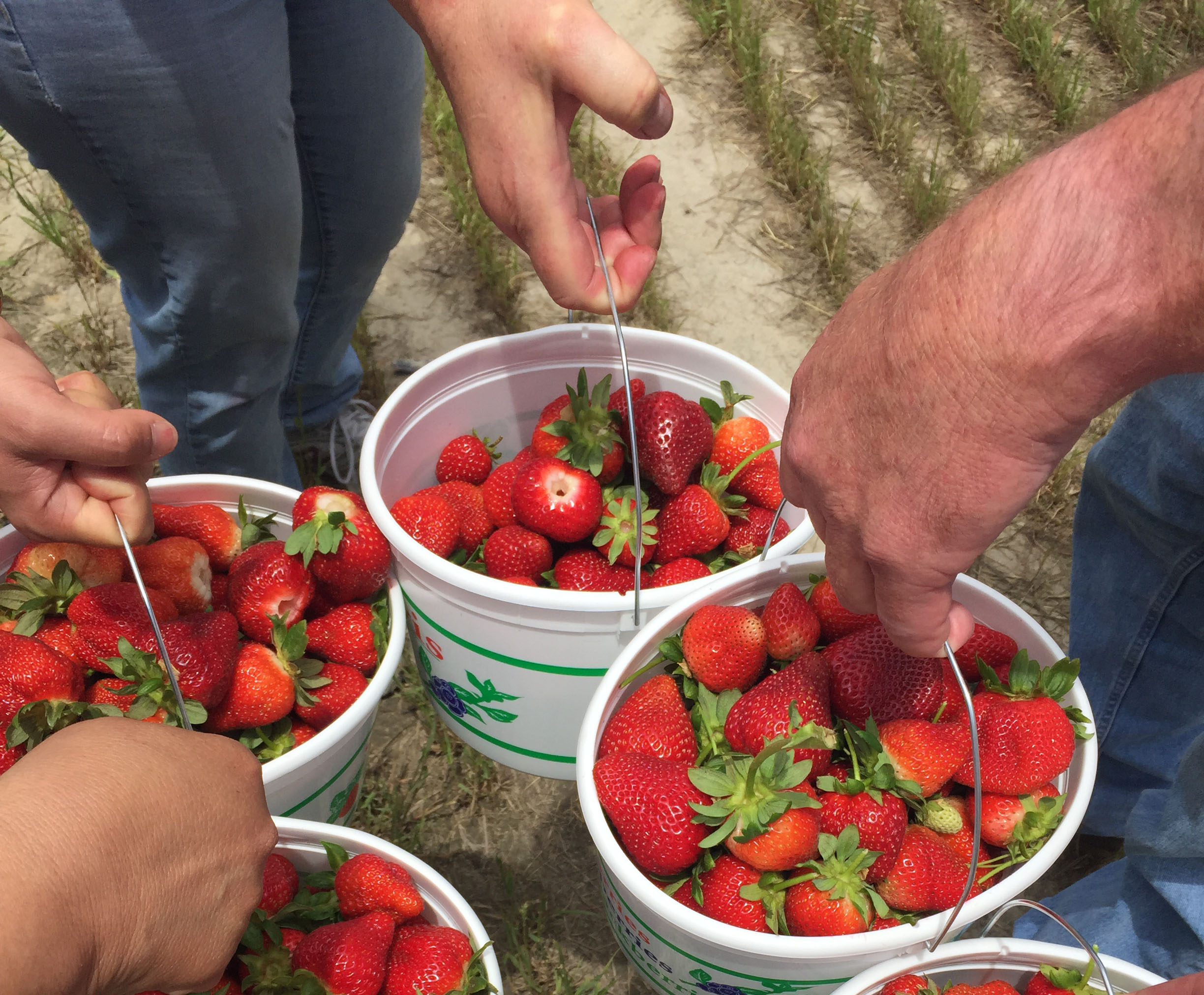 freshpoint produce local farmers