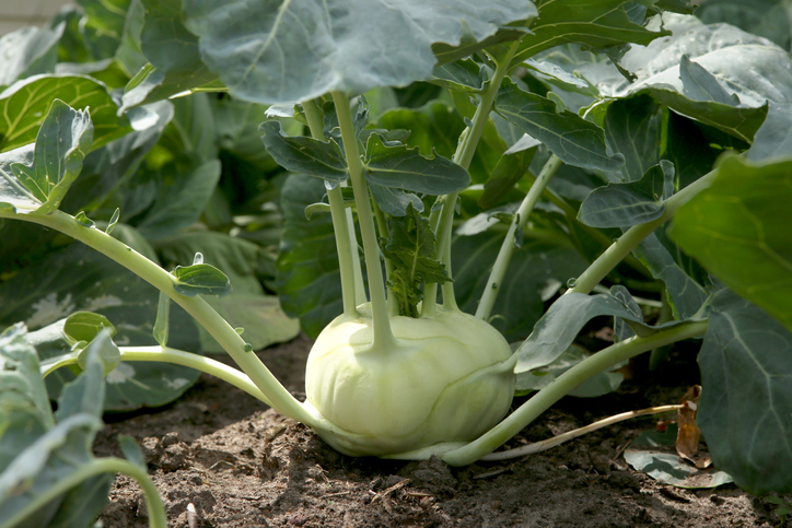 A beautiful, green kohlrabi growing in the ground. 