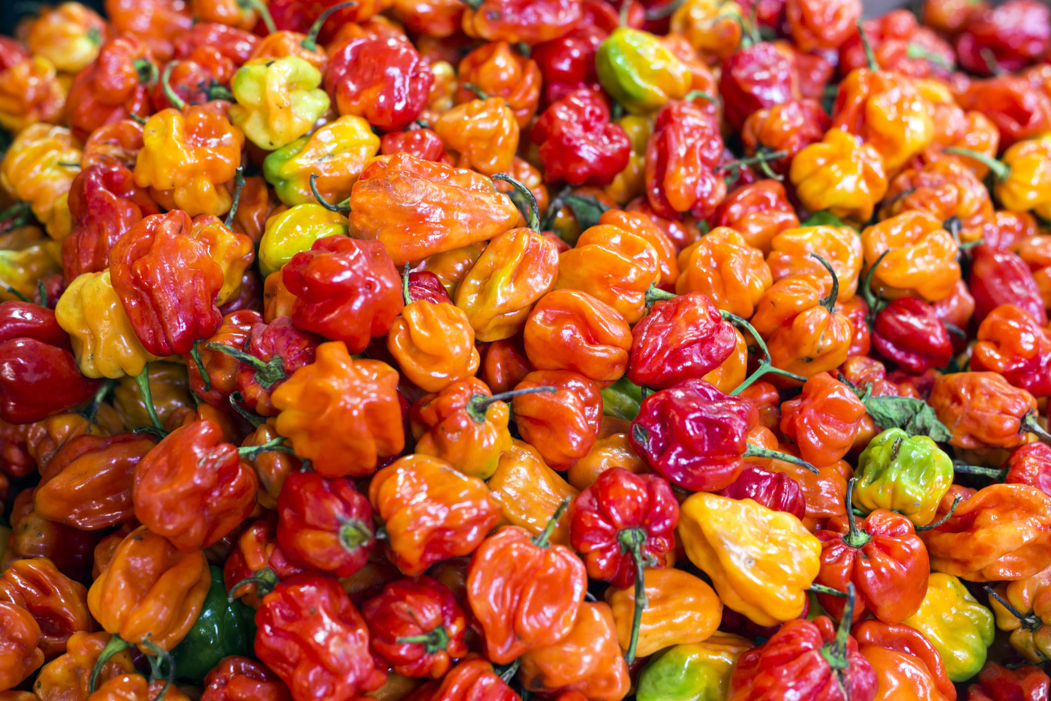 FreshPoint  Peppers, Red Bell