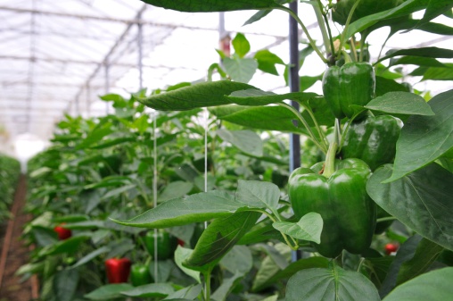 https://www.freshpoint.com/wp-content/uploads/2019/03/freshpoint-produce-101-peppers-3.jpg