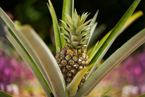 freshpoint-produce-101-tropical-fruit-pineapple-growing