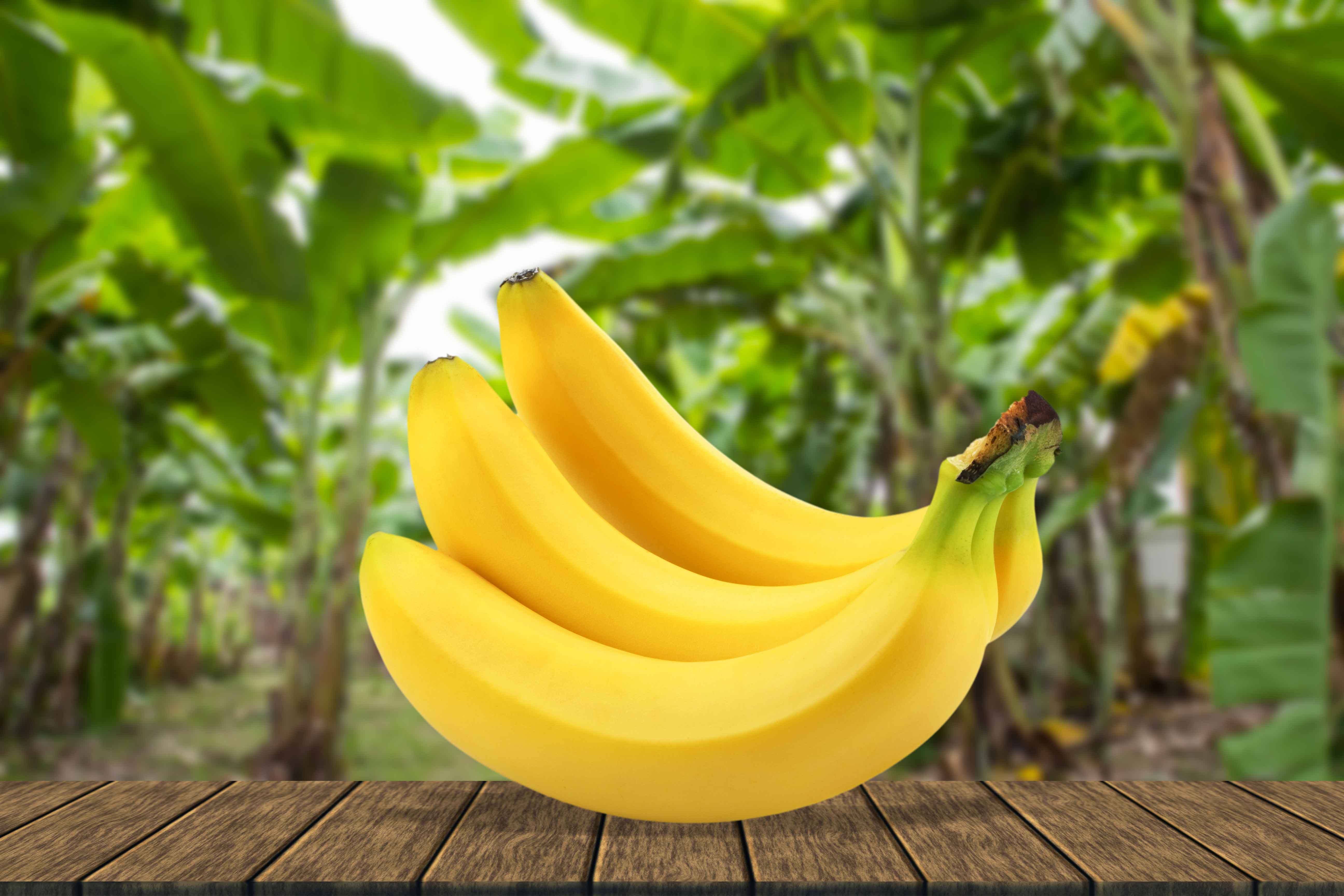 Freshpoint-produce-101-banana-v2