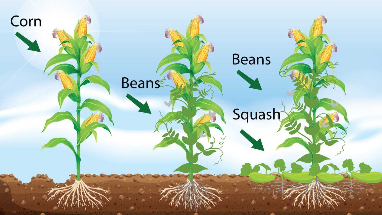 Image of Pole beans and corn plants