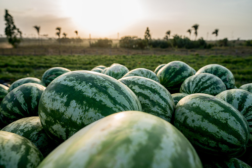 freshpoint-produce-101-melons-selection