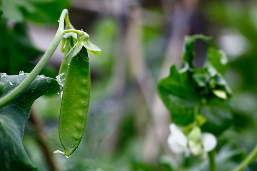 freshpoint-produce-peas-beans-and-corn-1