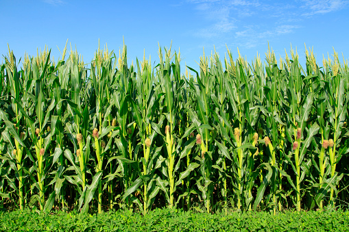 freshpoint-produce-peas-beans-and-corn-2