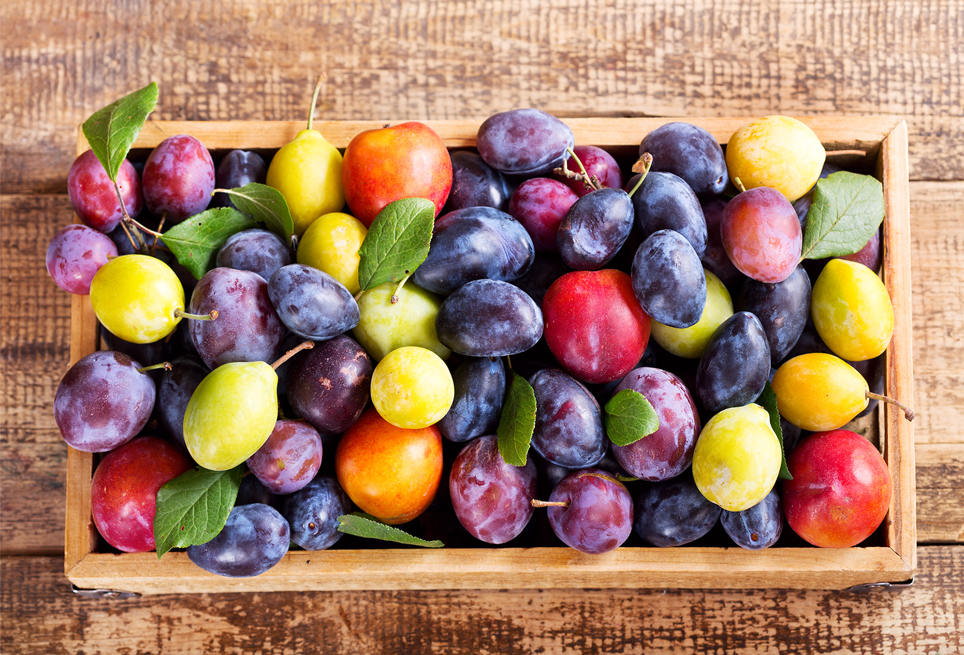 freshpoint produce 101 stone fruit plums