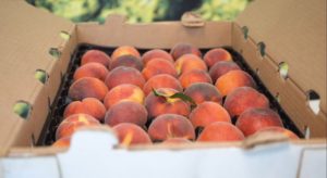 freshpoint produce 101 stone fruit tay pack