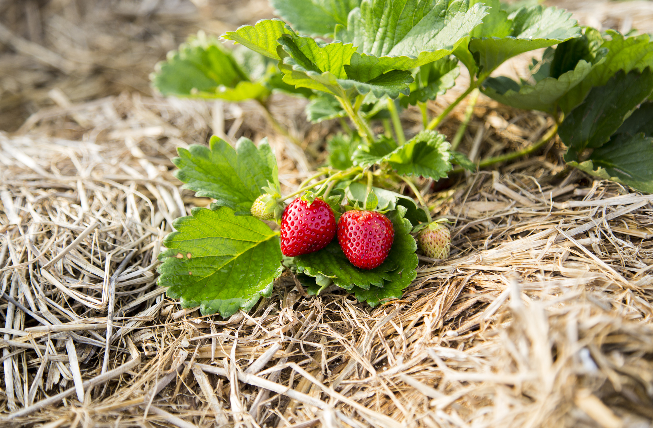 FreshPoint  Produce 101: Peppers