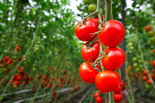 freshpoint-produce-101-tomatoes-greenhouse