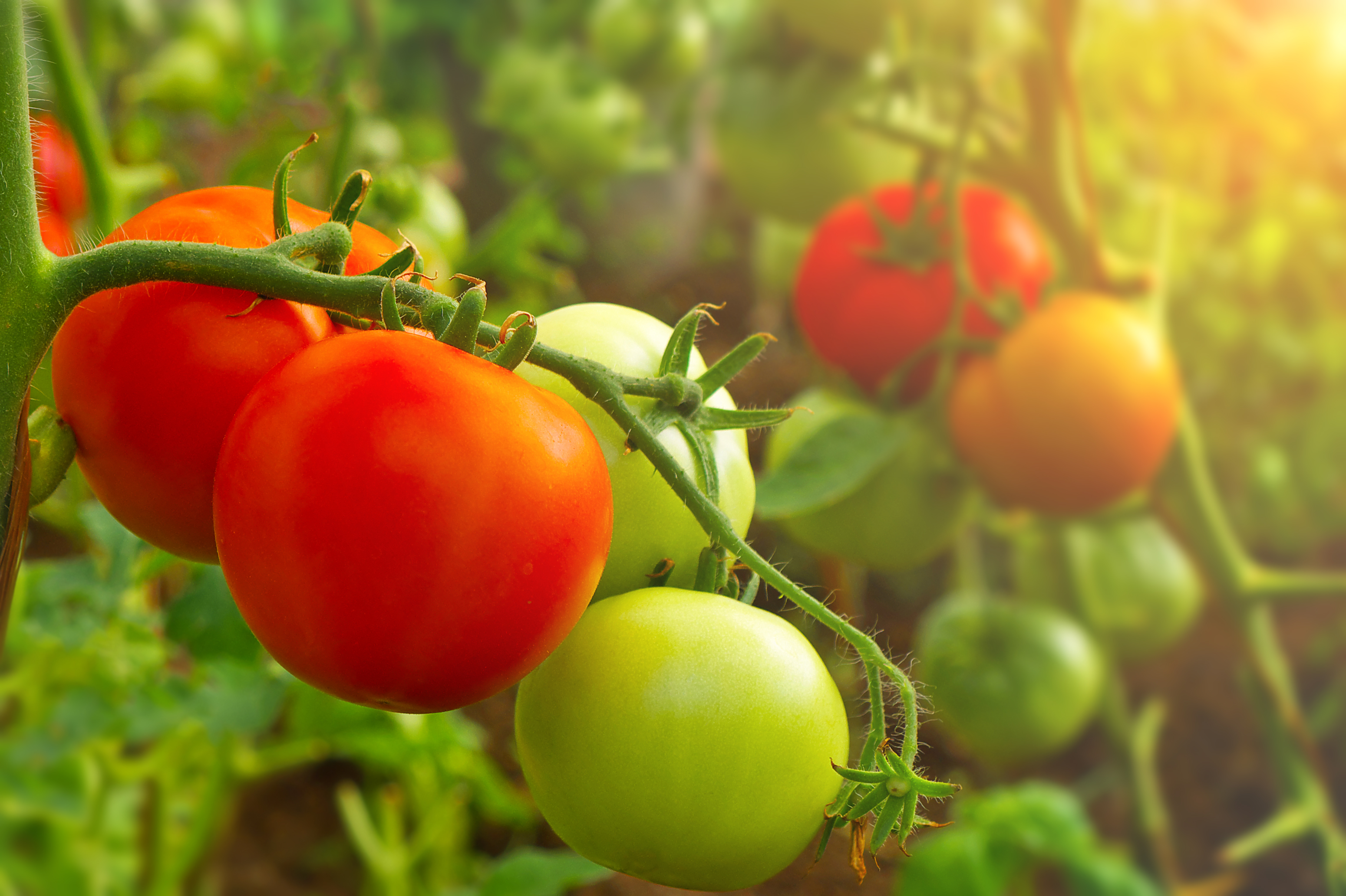 https://www.freshpoint.com/wp-content/uploads/2019/07/freshpoint-produce-101-tomatoes-red.jpg