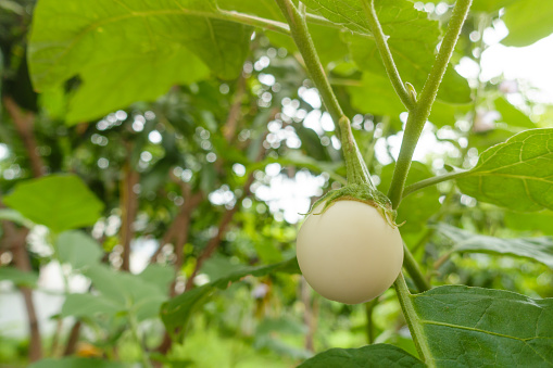 freshpoint types of eggplant white