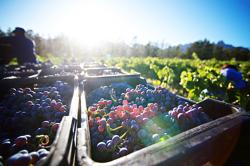 Workers harvesting grapes in a field. 