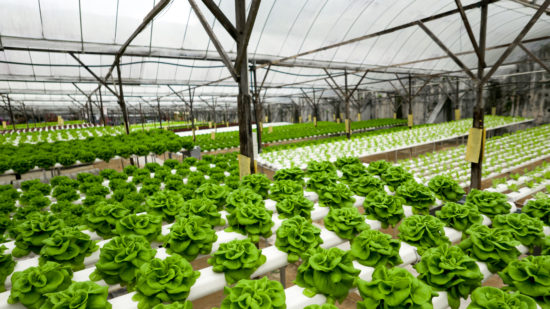 freshpoint-produce-101-lettuce-hydro-bibb