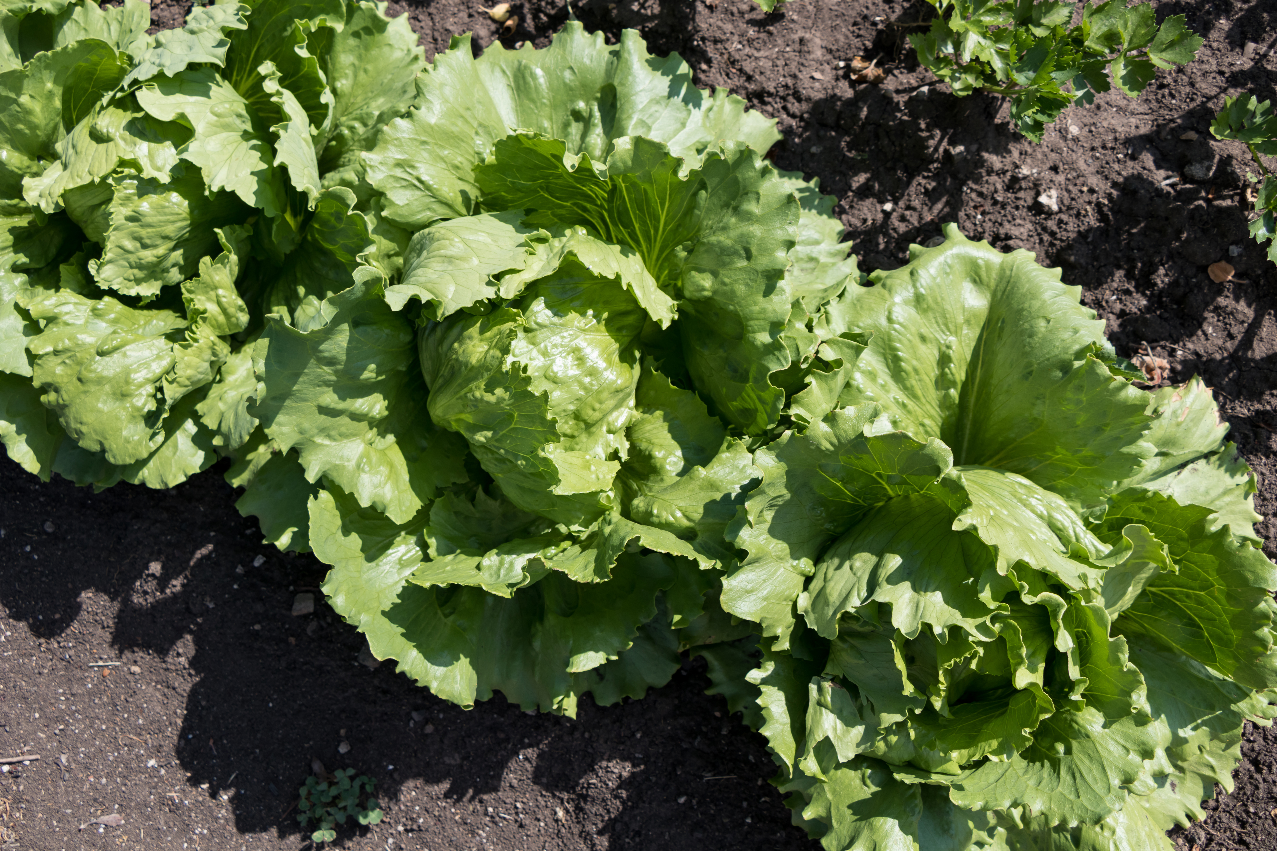 freshpoint-produce-101-lettuce-iceberg-growing