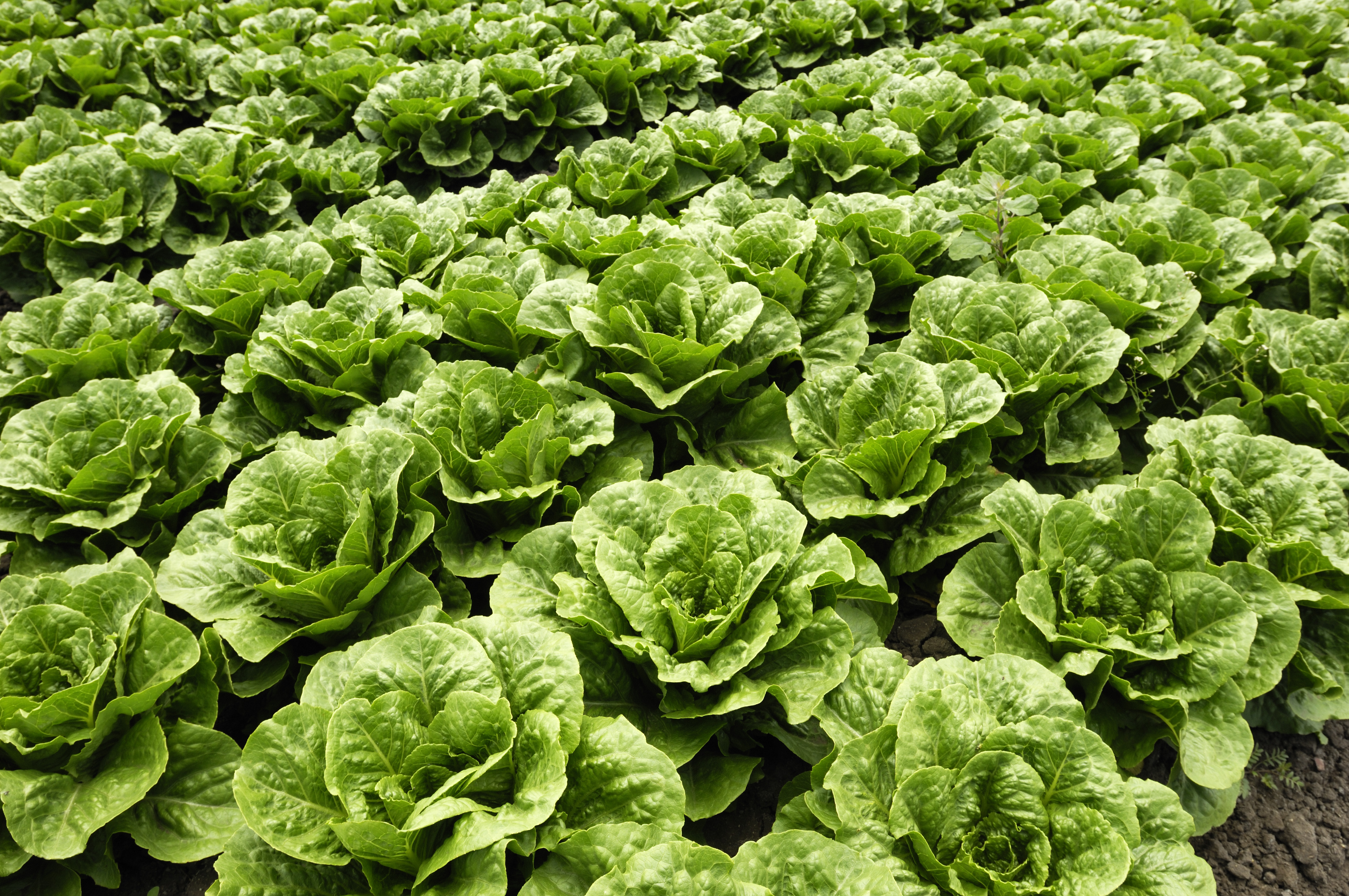 freshpoint-produce-101-lettuce-romaine