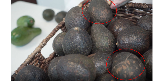 Avocado Hass (1kg) - In Punta di Forchetta