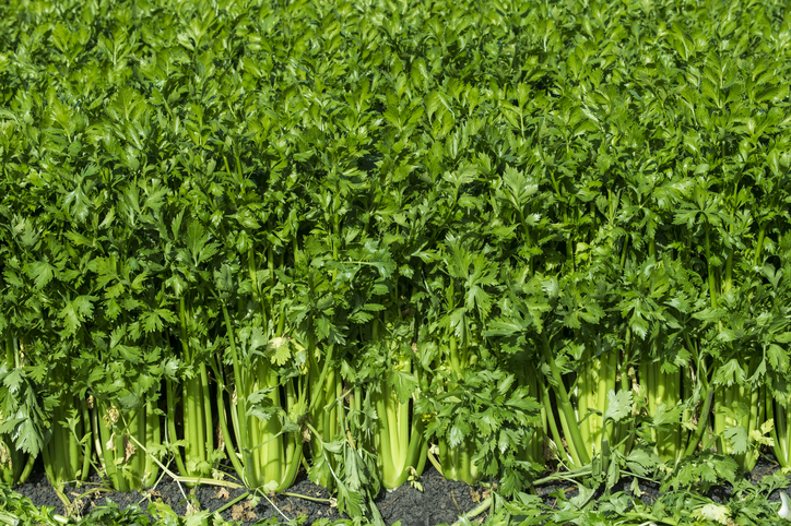 Freshpoint produce mirepoix vegetable celery 2 