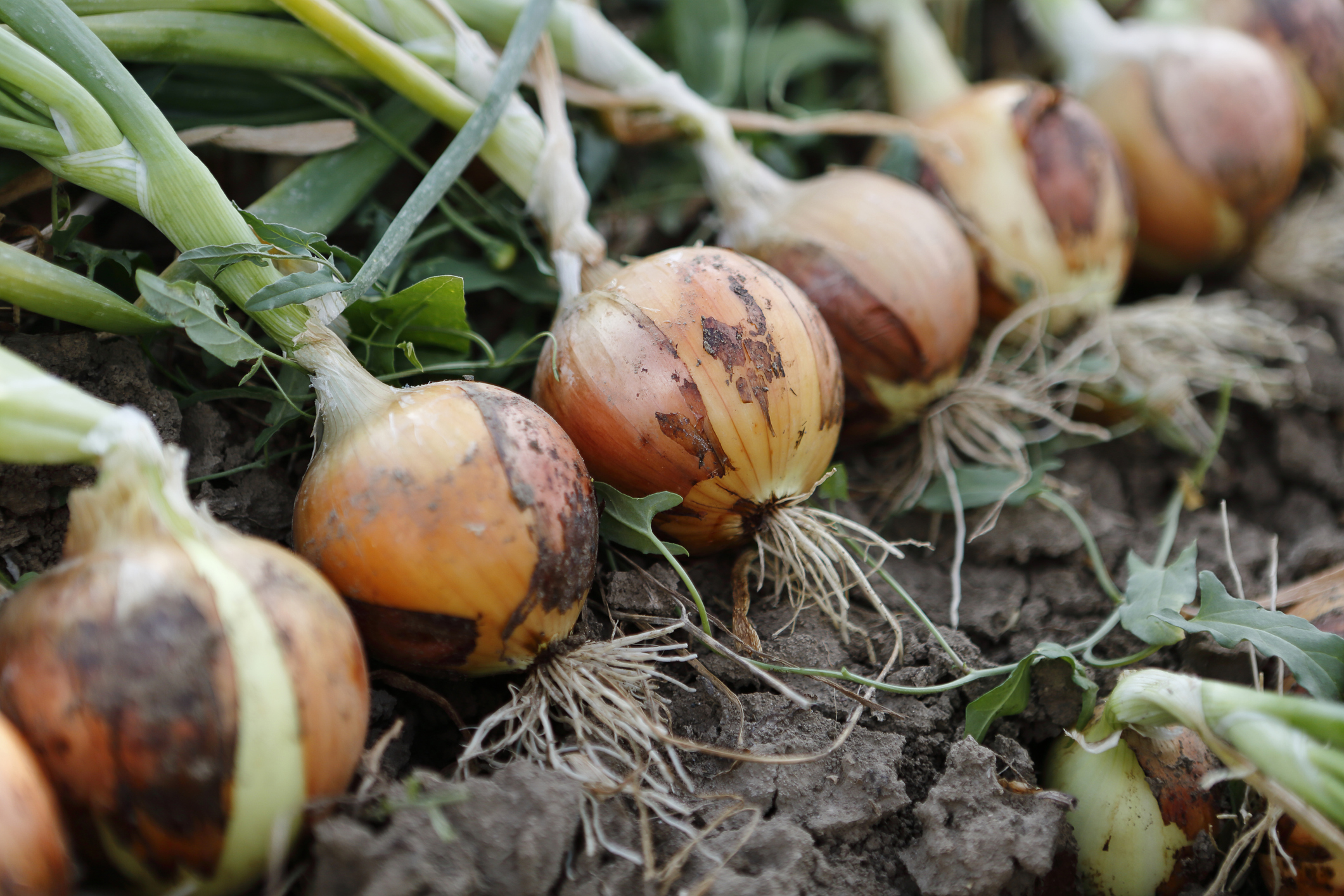 freshpoint produce onion harvest mirepoix vegetables