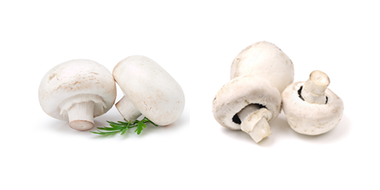 freshpoint-produce-101-mushrooms-veil