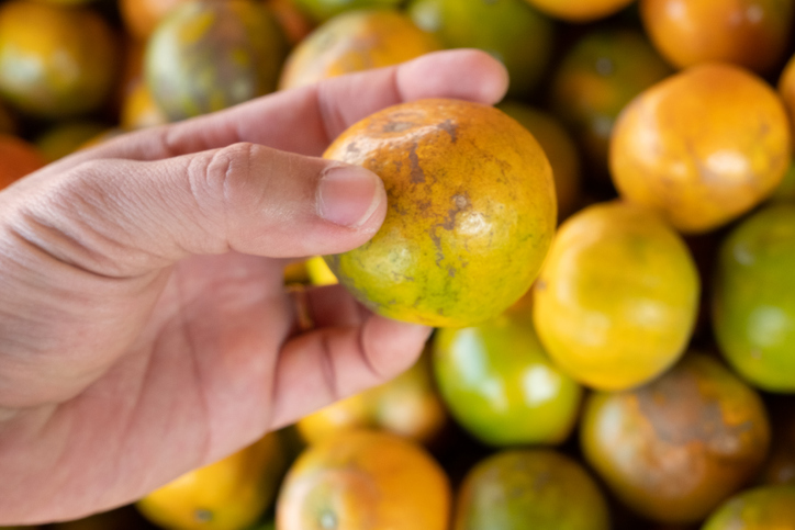 freshpoint-produce-101-citrus-florida-oranges
