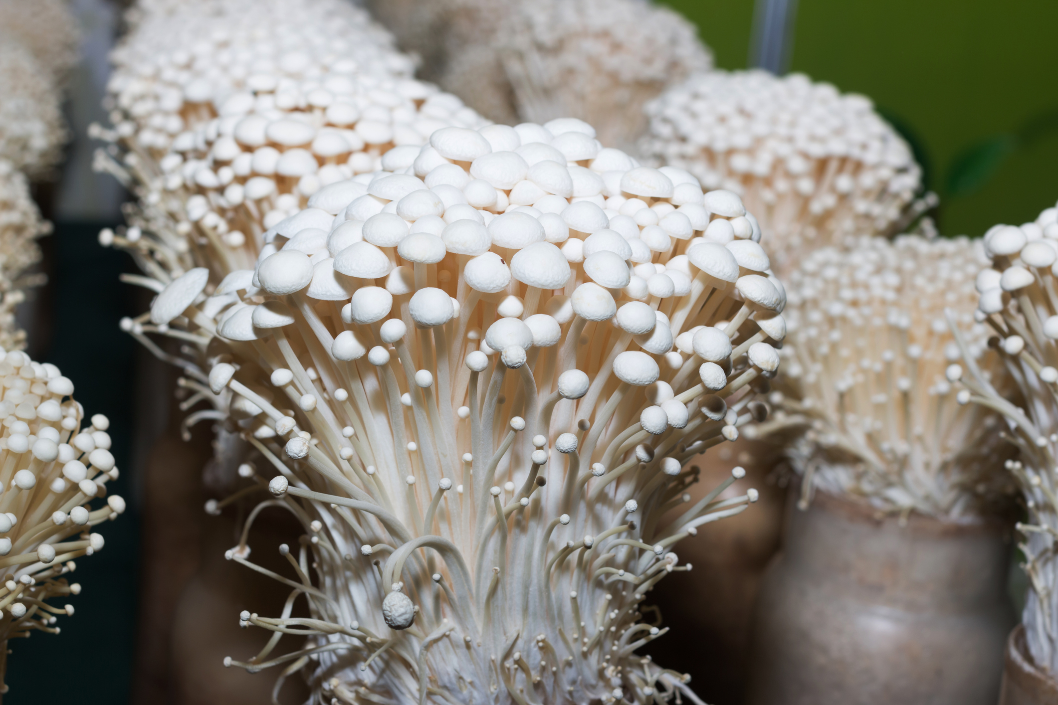 freshpoint-produce-enoki-mushrooms