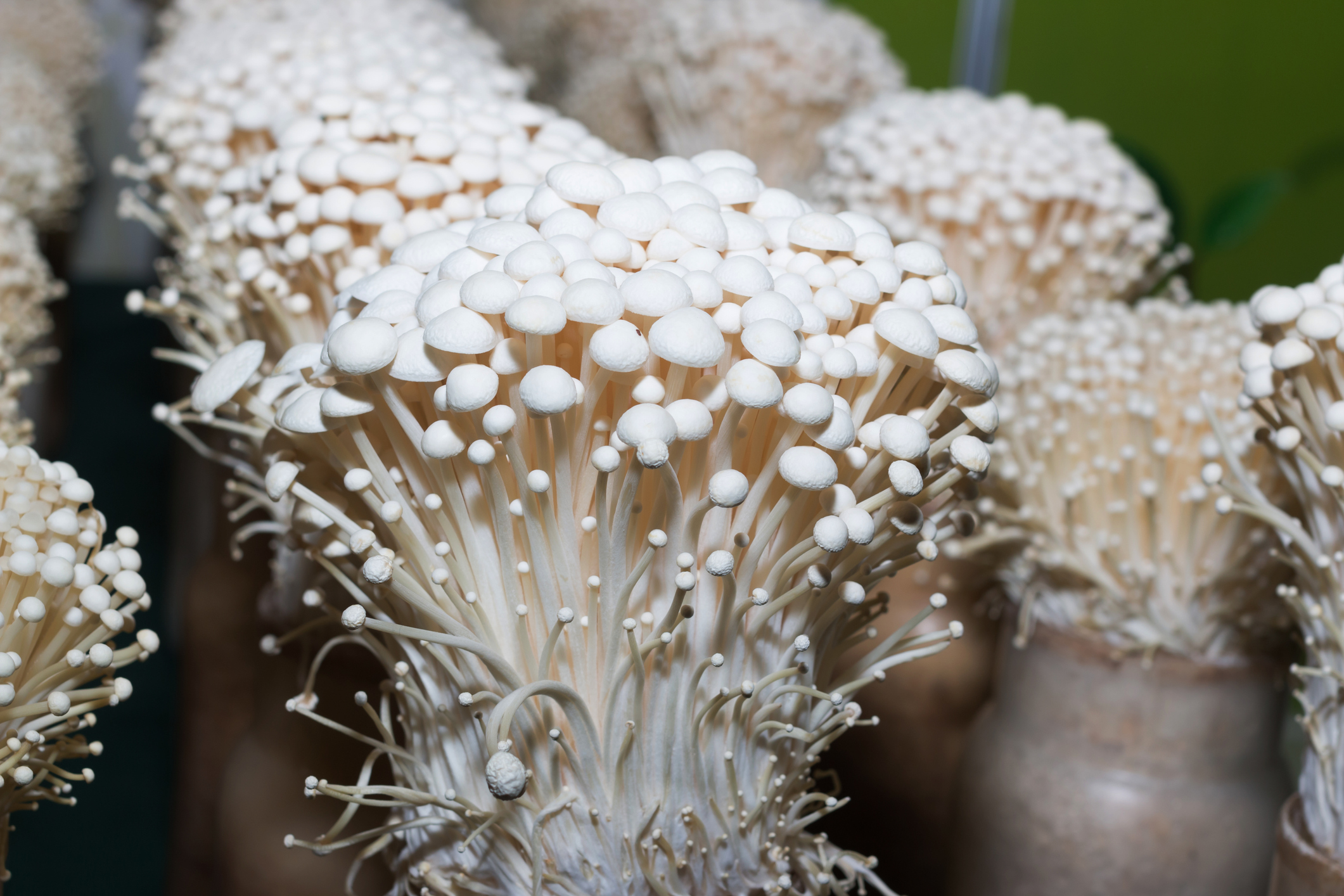 FreshPoint | Enoki mushroom