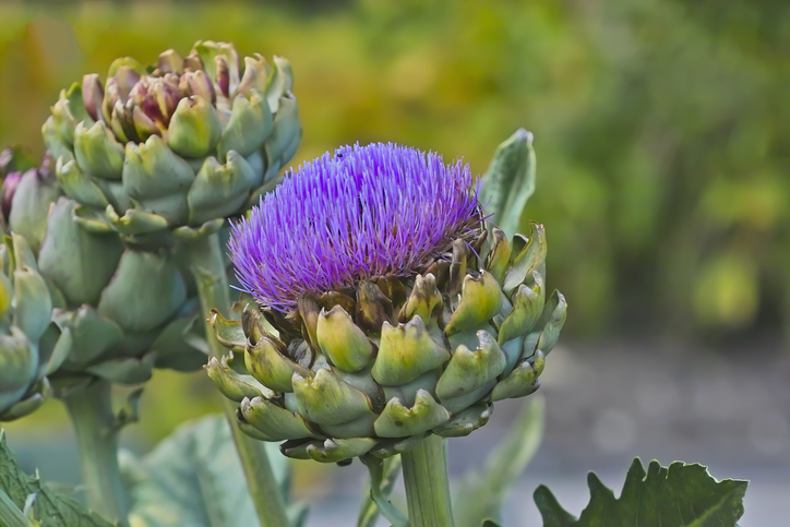 freshpoint-produce-101-artichokes-flowers