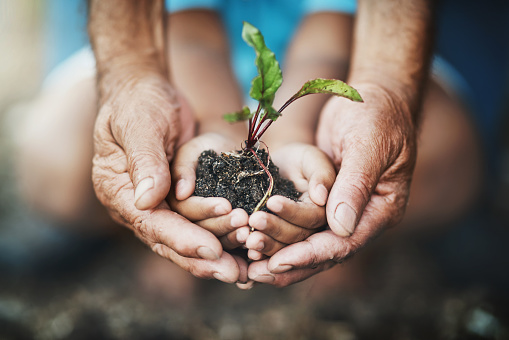 freshpoint-produce-seedlings