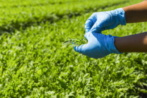 GFSI-arugula-field-food-safety-gloves-Freshpoint-produce