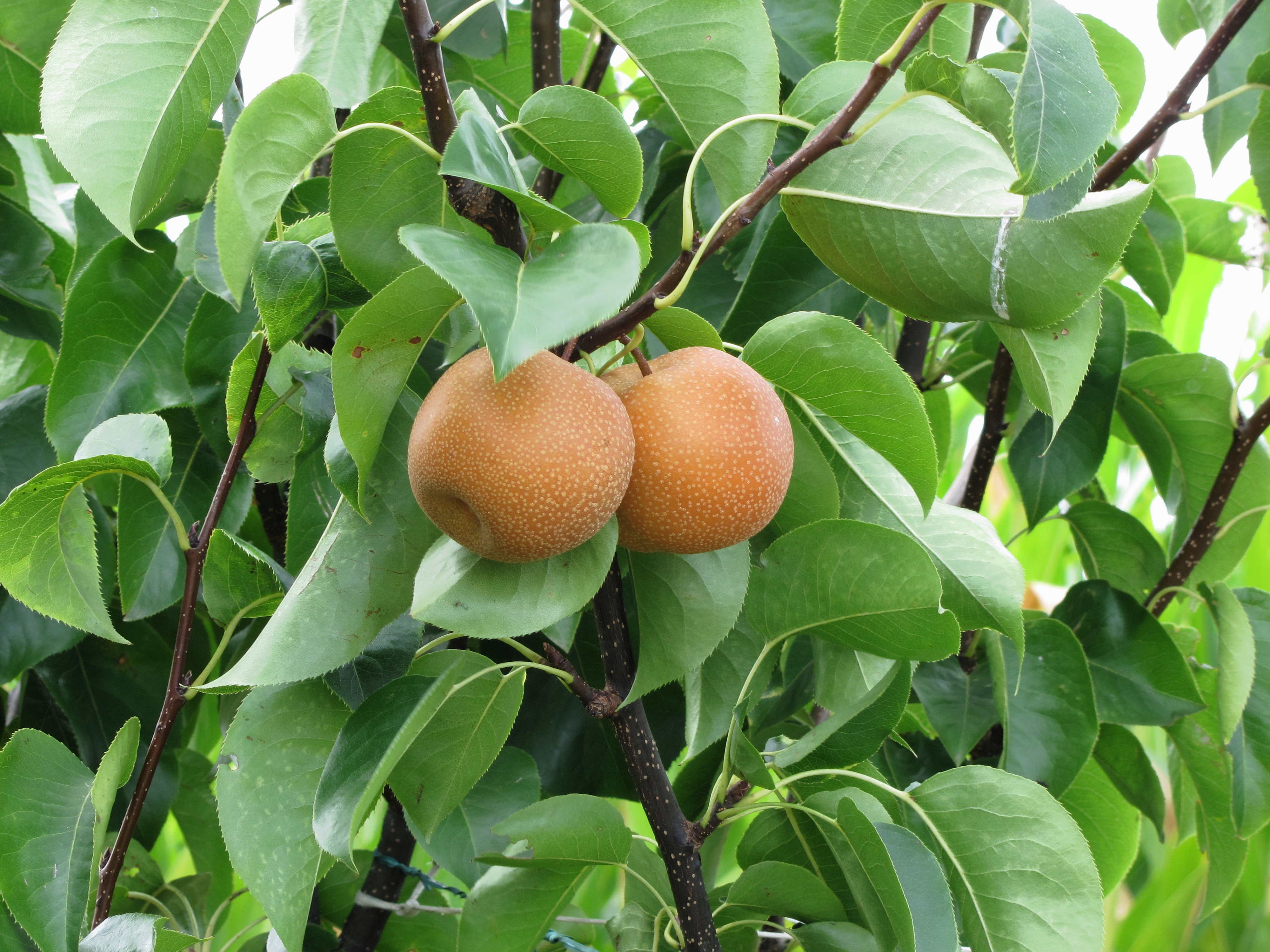 FreshPoint  Pears, Bartlett