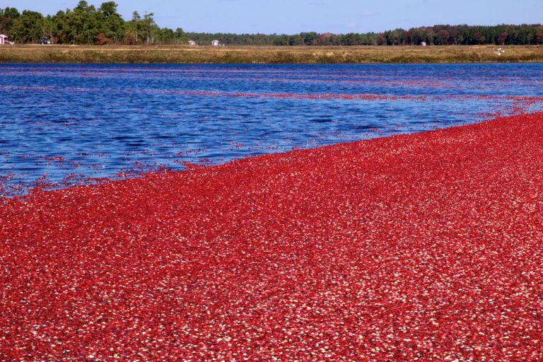 FreshPoint Cranberry Bog