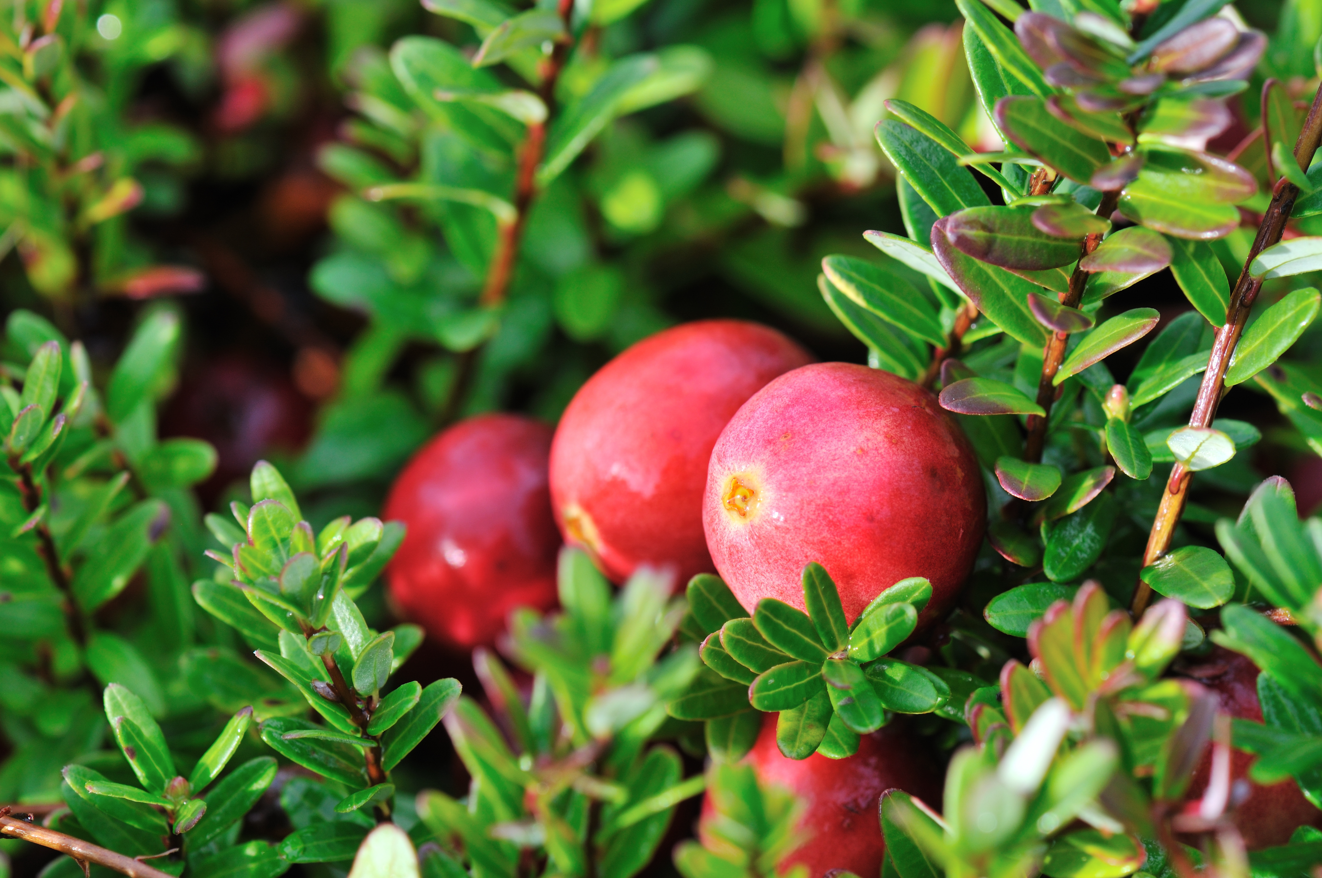 Do Cranberries Really Grow in Water? - FreshPoint