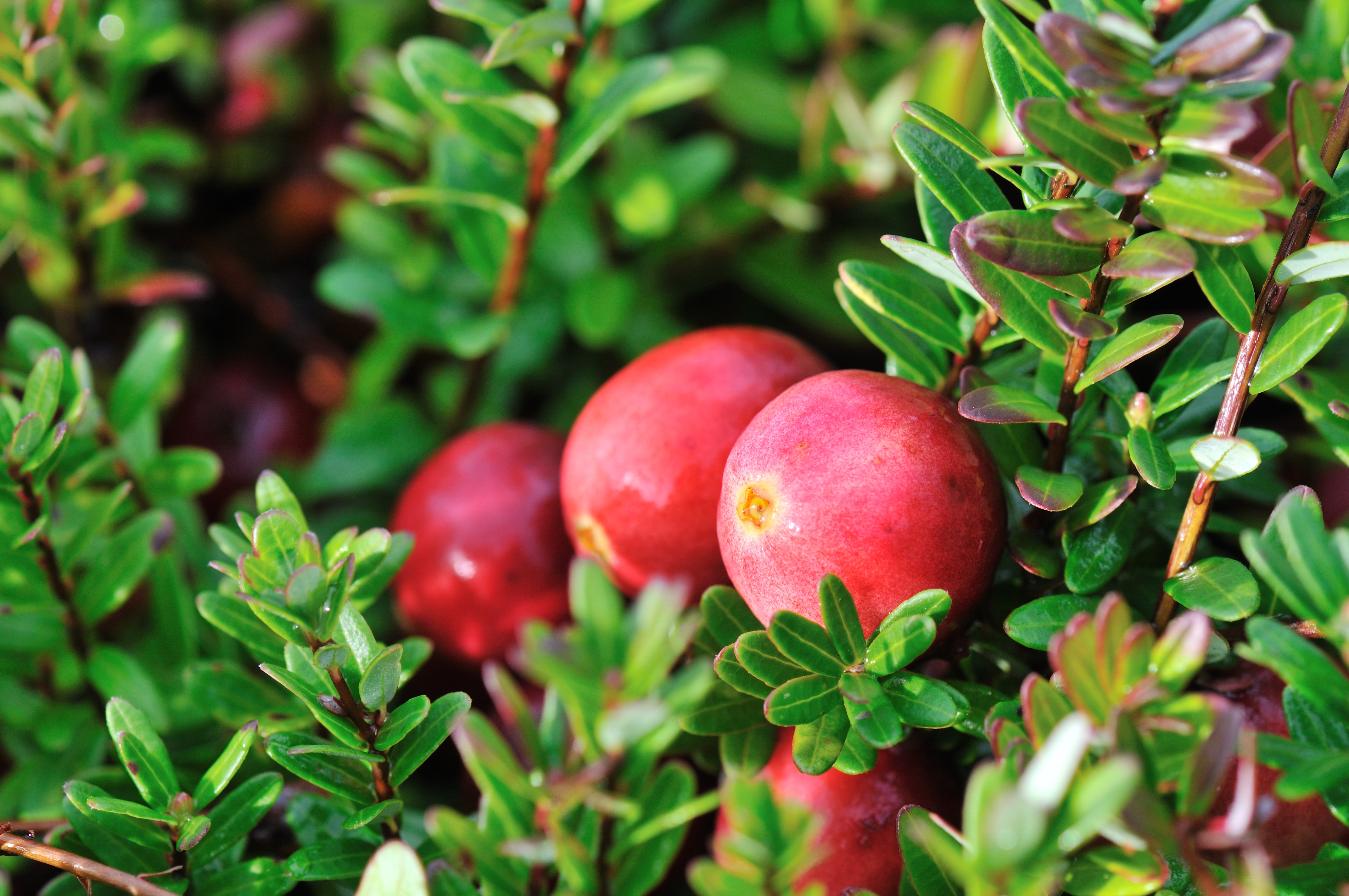 cranberry plant in water