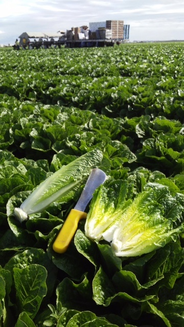 freshpoint-produce-qa-field-lettuce-romaine