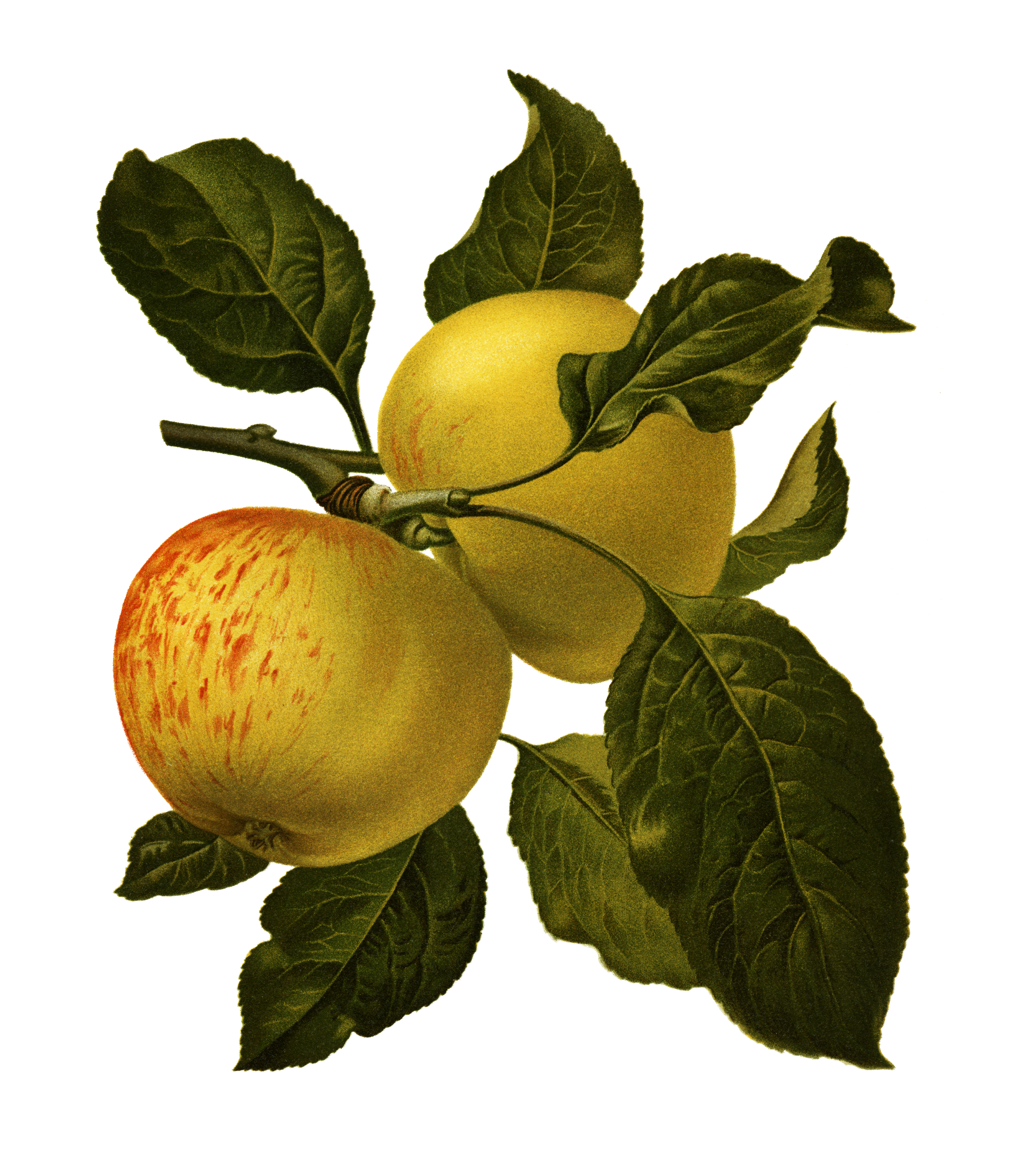heirloom apples-freshpoint-illustrated